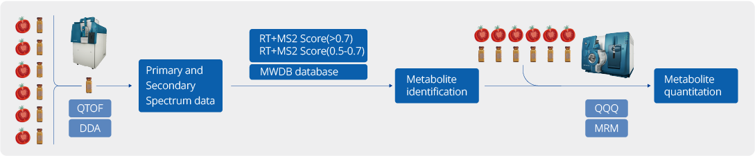 Technical workflow of MetwareBio widely-targeted metabolomics for plants from QTOF-DDA metabolite identification to QQQ-MRM quantification